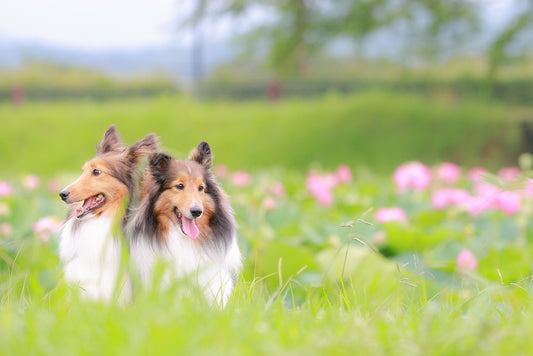 【愛犬が7歳・8歳】犬年齢とシニア・高齢犬との付き合い方