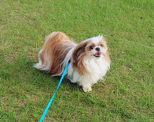 犬の運動の重要性とは?屋内・屋外での遊び方やバリエーション