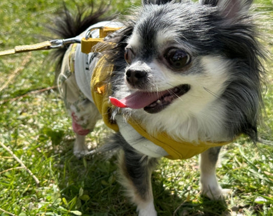 運動量が比較的少ない犬種とは?6つご紹介