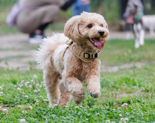 【愛犬の健康と運動】運動量が少ない犬種との日常生活